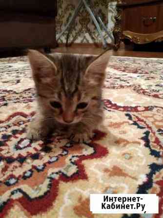 Котенок Кизилюрт