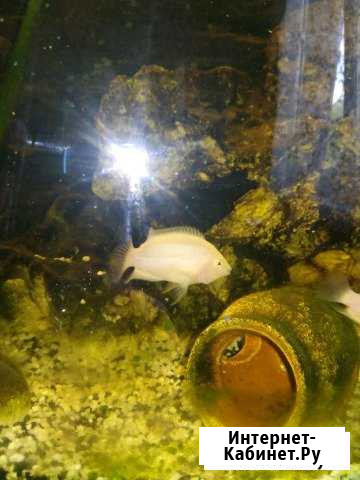 Мальки цихлид Розовый Фламинго Санкт-Петербург - изображение 1