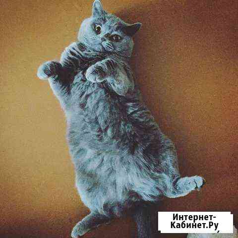 Кошечка Брянск