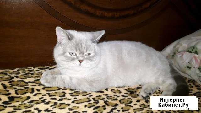 Котя на вязку Прохладный - изображение 1