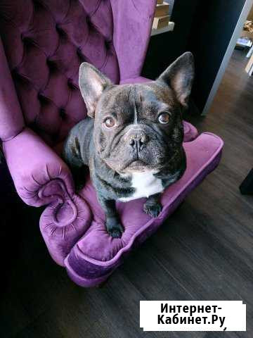 Французский бульдог (Вязка) Краснодар - изображение 1