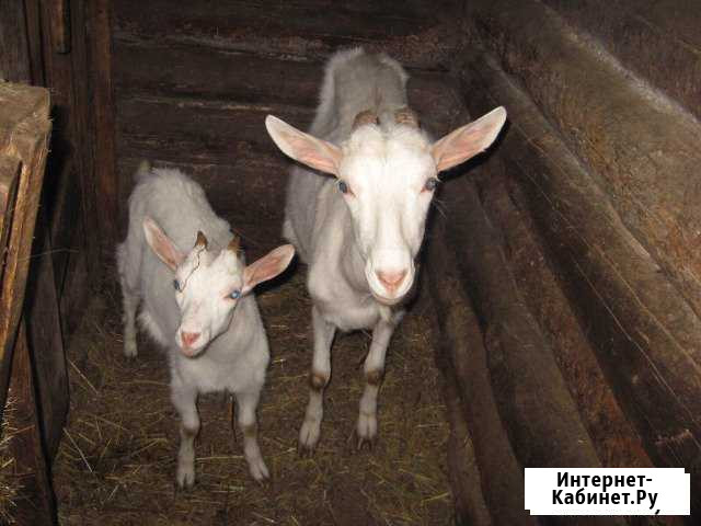 Коза, козел, козлята Владимир - изображение 1