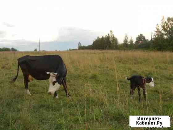 Молочные продукты Сычево