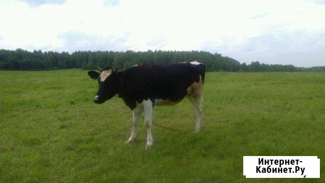 Продам тёлочку Уваровка - изображение 1