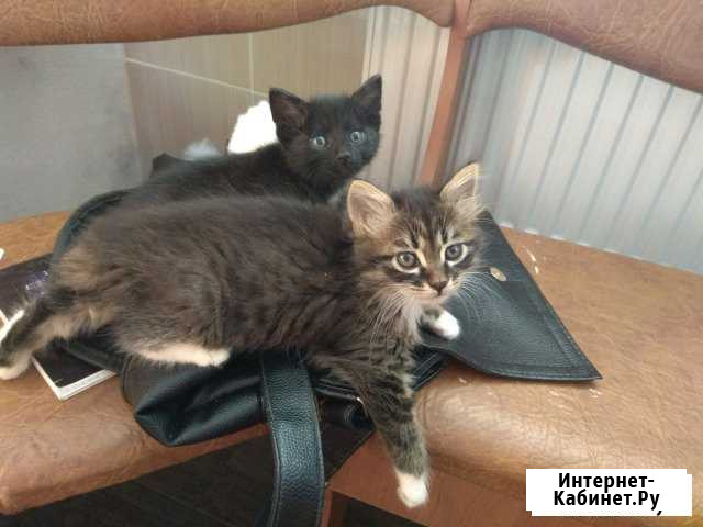 Отдам котят Феодосия - изображение 1