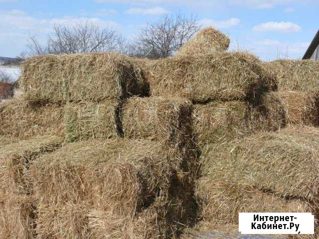 Сено в брикетах Новосибирск Новосибирск - изображение 1