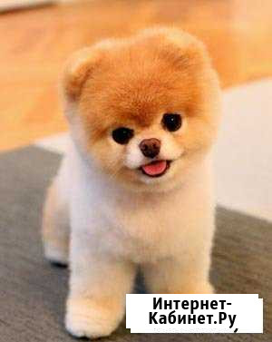 Стрижка собак и кошек Сургут - изображение 1
