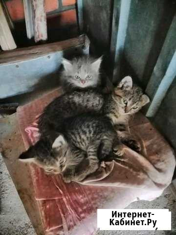 Отдам котят Абинск - изображение 1