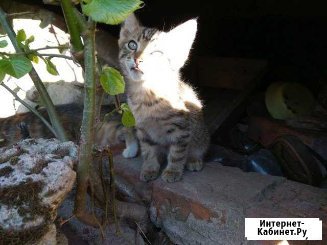 Котятки Кохма - изображение 1
