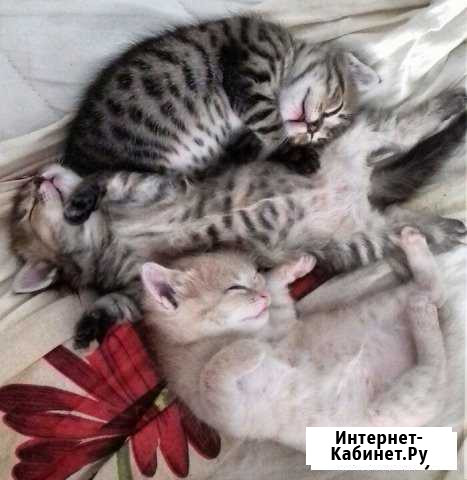 Котята Керчь - изображение 1