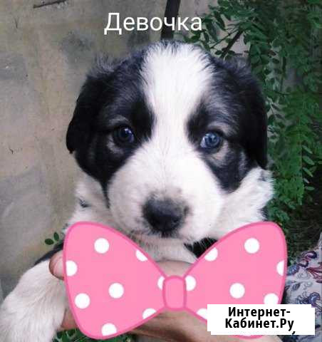 Щенуля с голубыми глазами Лермонтов - изображение 1