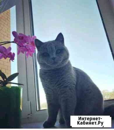 Котята британские Клинцы