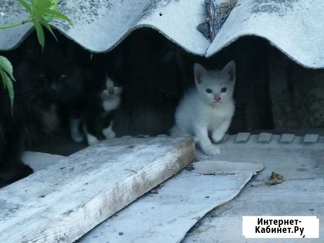 Котята бесплатно Барыш - изображение 1
