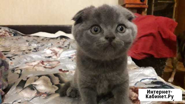 Британские котята Бор - изображение 1