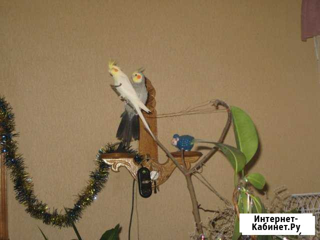 Кореллы Калач - изображение 1