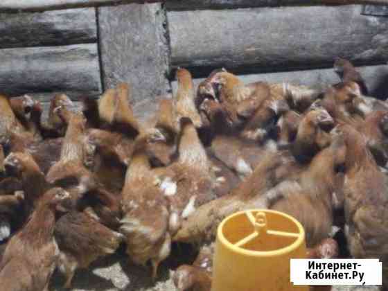 Куры-несушки Хайсекс, Коралл, Ломан Браун Гатчина