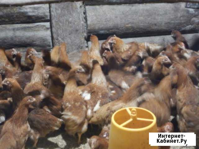 Куры-несушки Хайсекс, Коралл, Ломан Браун Гатчина - изображение 1