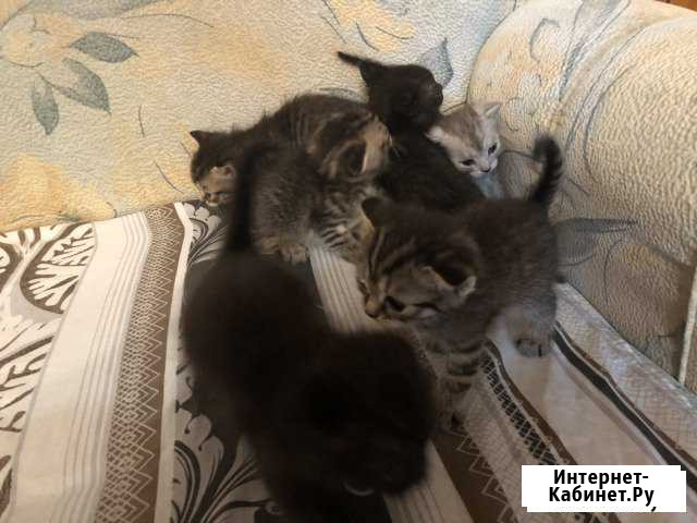 Отдаю котят Отрадный - изображение 1