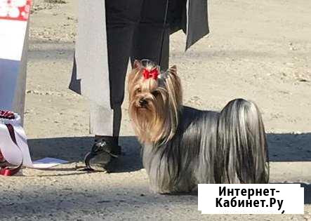 Кобели-чемпионы для вязки, йоркширский терьер Анапа - изображение 1