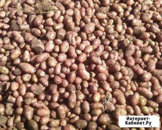 Продам мелкий картофель для скота Никольск
