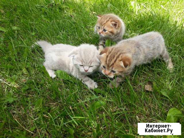 Шотландские котята Озерск - изображение 1