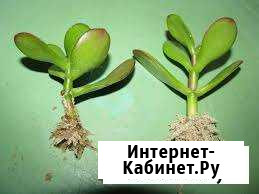 Ростки алоэ и денежного дерева Красноярск - изображение 1