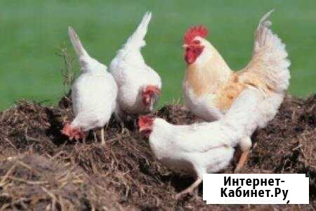 Куры Несушки Абакан - изображение 1