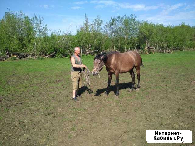 Случка Арабский жеребец Хохольский - изображение 1