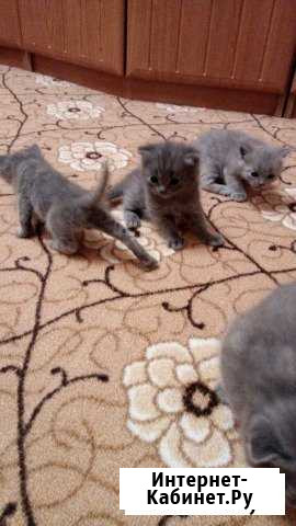 Котята Британцы Канск - изображение 1