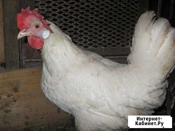 Кур-несушек, петухи Кемерово - изображение 1