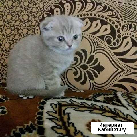Продам котят Рубцовск - изображение 1