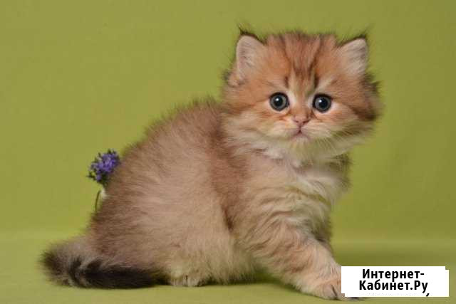 Золотые британские котята Иркутск - изображение 1