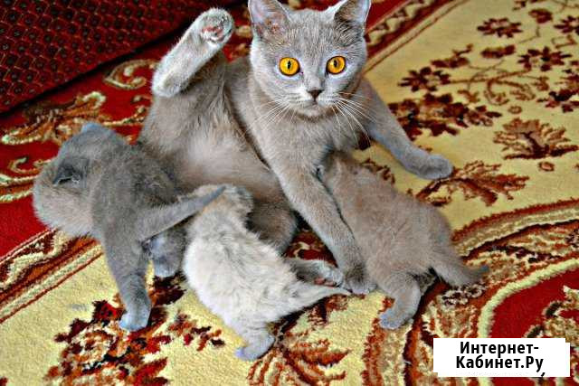 Котята Россошь - изображение 1