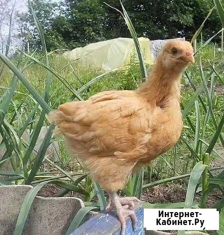 Петухи Орпингтон, Чешский Доминант,Чёрные Московск Нижний Тагил - изображение 1