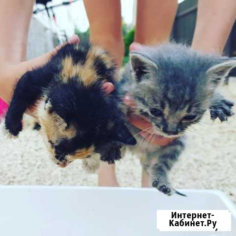 Котята Химки - изображение 1