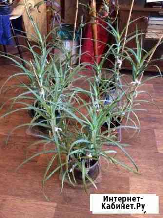 Алоэ Красноярск