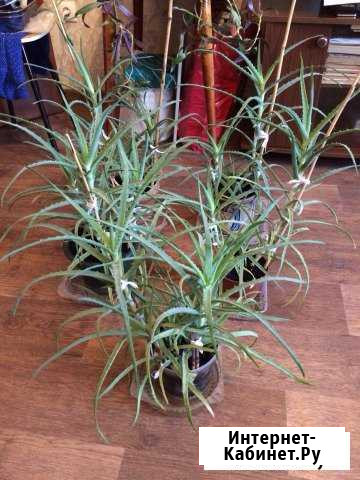 Алоэ Красноярск - изображение 1