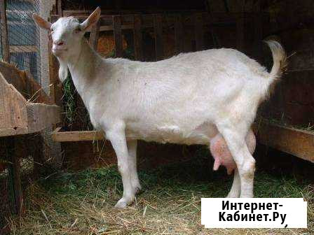 Козы молочные дойные Уфа - изображение 1