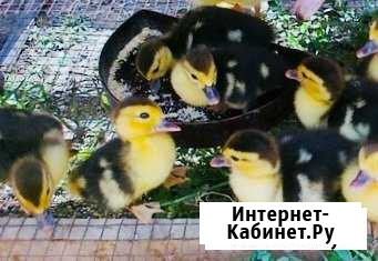 Индоутята Ижевск - изображение 1