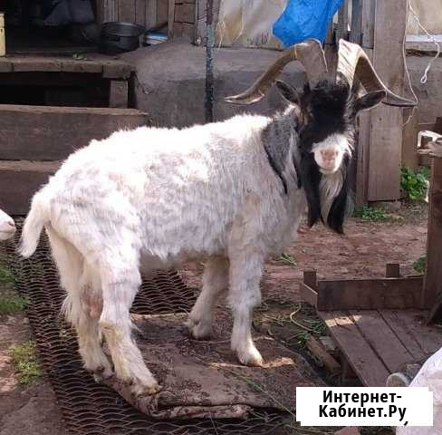 Козел Казань - изображение 1