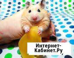 Детки сирийских хомячков Красноярск