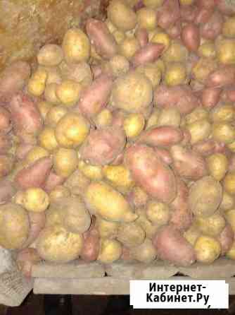 Картофель чистый Курган