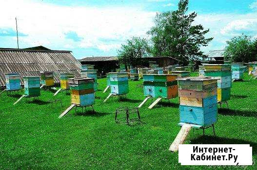 Пчелохозяйство. Реализует пчел (пчелосемьи, пчелоп Иркутск - изображение 1