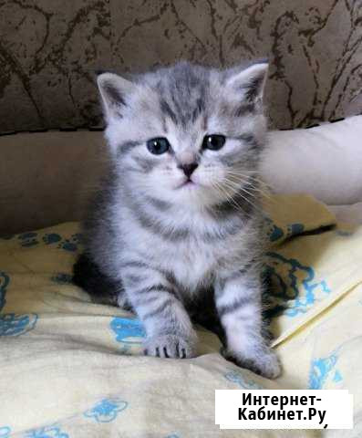 Шотландские котята Зея - изображение 1