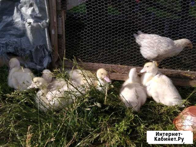 Индоутки Набережные Челны - изображение 1