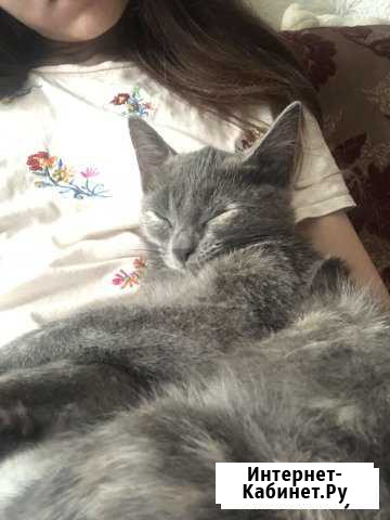 Котенок Энгельс - изображение 1
