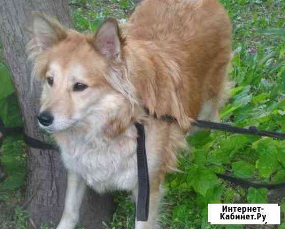 Ей нужен дом (стерилизована молодая) Оренбург