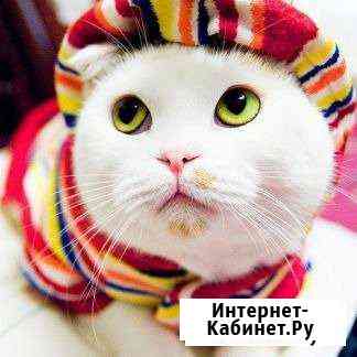 Кастрация котов, кошек на дому в пригороде, в спб Рощино