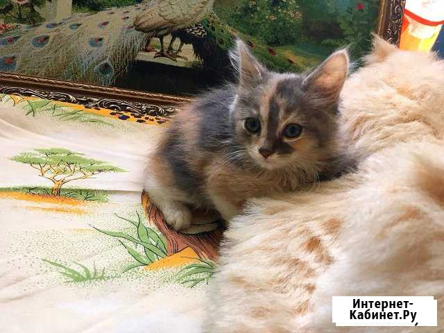 Девочка и мальчик Рузаевка - изображение 1