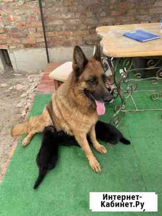 Щенки немецкой овчарки Краснодар